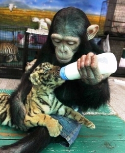 Chimp bottle-nurses tiger cub RTR2VPTI_RTR2PG91_640